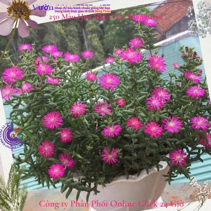 [Cây hoa k phải hạt] Combo 5 Cây Hoa Mười Giờ Nam Phi Đẹp Lạ Mắt Giống Chuẩn Hoa Mười Giờ Bonsai & Phụ Kiện