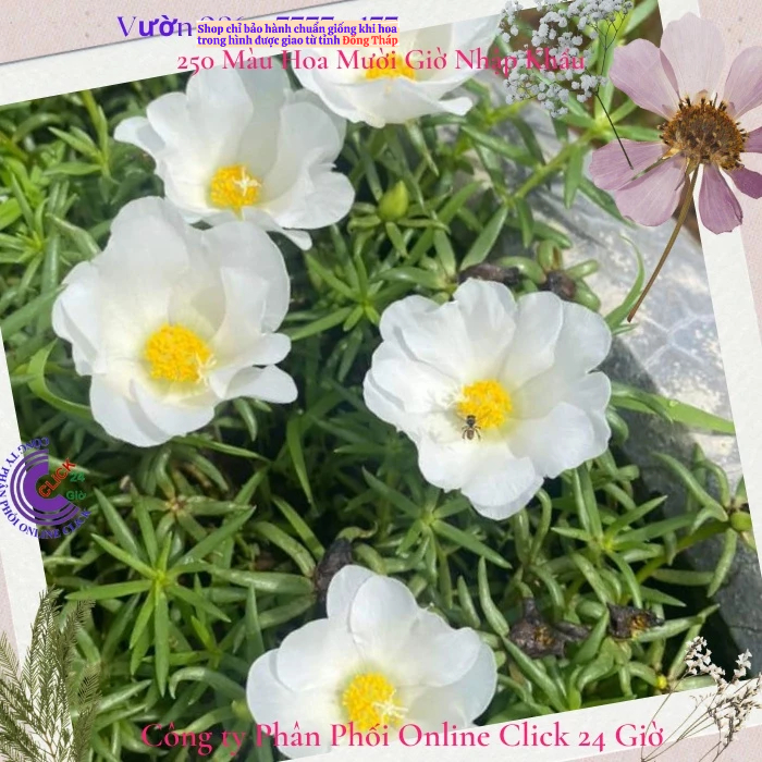 [Được Chọn Màu] Cành Giống Hoa Mười Giờ Mỹ Đơn Màu Trắng Thuần Hoa To Hoa Mười Giờ Bonsai & Phụ Kiện
