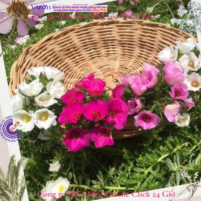 [Giống Mới] Hoa Mười Giờ Sam Giọt Nước Màu Tím Hoa Phủ Sân Vườn Hoa Mười Giờ Bonsai & Phụ Kiện