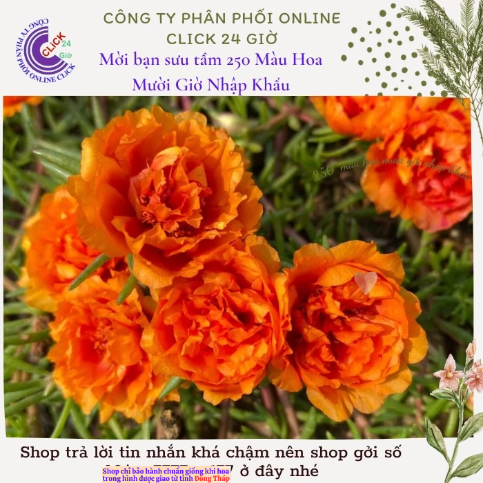 Hoa Mười Giờ Thái Kép Cam Cà Rốt Cành Giống Bộ Sưu Tập Hơn 30 Màu Hoa Hồng Nhỏ