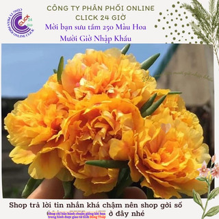 Hoa Mười Giờ Thái Kép Màu Vàng Vạn Thọ Đẹp Rực Rỡ Cành Giống Tơ Khỏe