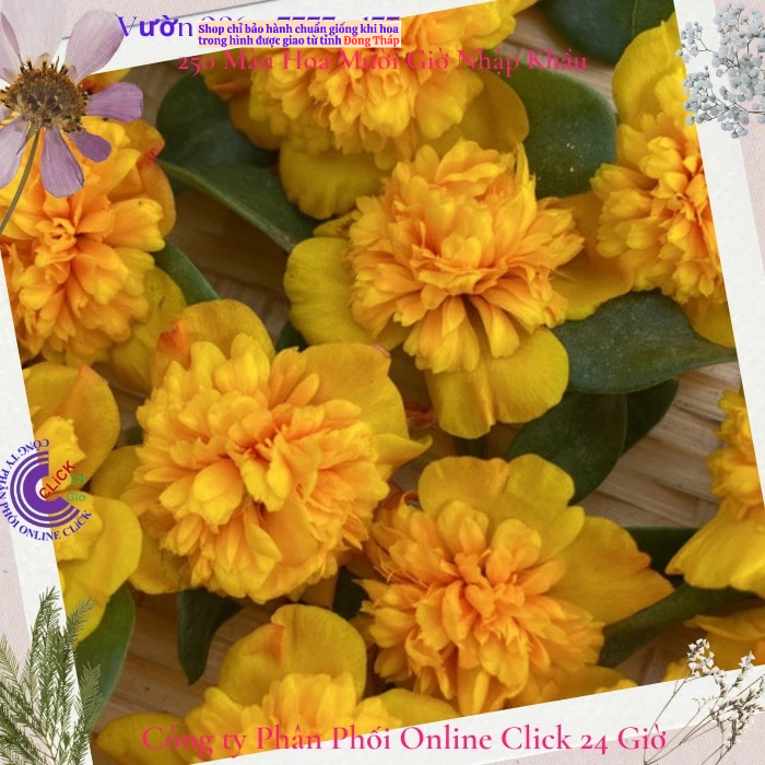[NỞ CẢ NGÀY] Cành Giống Hoa Sam Kép Màu Vàng Cuộn Hoa Mười Giờ Sam Kép Màu Mới Hoa Mười Giờ Bonsai & Phụ Kiện