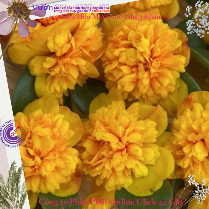 [NỞ CẢ NGÀY] Cành Giống Hoa Sam Kép Màu Vàng Cuộn Hoa Mười Giờ Sam Kép Màu Mới Hoa Mười Giờ Bonsai & Phụ Kiện