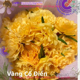 Hoa Mười Giờ Thái Kép Vàng Cổ Điển Cành Giống Bộ Sưu Tập Hơn 30 Màu Hoa Hồng Nhỏ