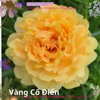 Hoa Mười Giờ Thái Kép Vàng Cổ Điển Cành Giống Bộ Sưu Tập Hơn 30 Màu Hoa Hồng Nhỏ