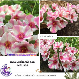 Hoa Sam Thái Hoa Mười Giờ Sam Đơn Màu Số 176 Giống Mới Dễ Trồng Siêu Đẹp Hoa Mười Giờ Bonsai