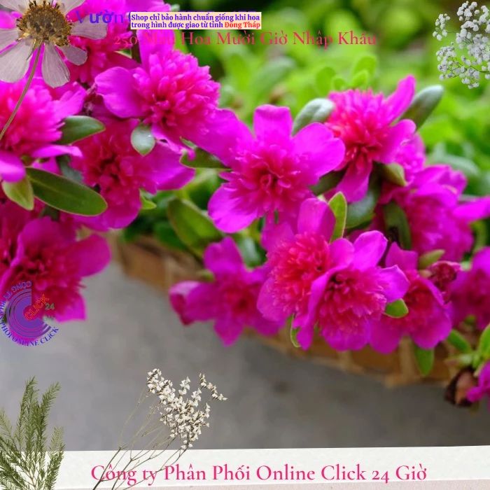 [NỞ CẢ NGÀY] Hoa Sam Kép Màu Tím Hoa Mười Giờ Sam Thái Kép Đẹp Đáng Sưu Tầm Hoa Mười Giờ Bonsai & Phụ Kiện