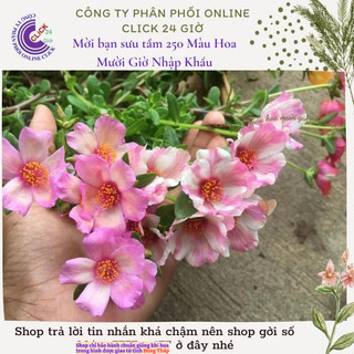 Hoa Sam Thái Hoa Mười Giờ Sam Đơn Màu Số 176 Giống Mới Dễ Trồng Siêu Đẹp Hoa Mười Giờ Bonsai