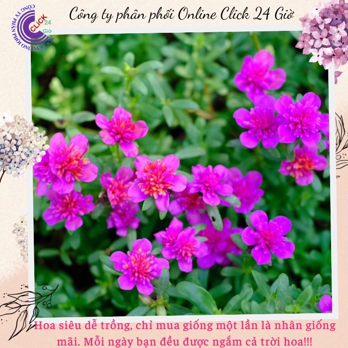[NỞ CẢ NGÀY] Hoa Sam Kép Màu Tím Hoa Mười Giờ Sam Thái Kép Đẹp Đáng Sưu Tầm Hoa Mười Giờ Bonsai & Phụ Kiện