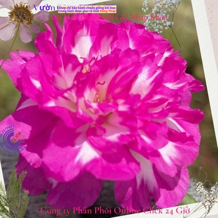 [NỞ CẢ NGÀY] ️1 Ký Cành Giống Hoa Mười Giờ Tím Chớp Đẹp 🍁️ Hoa Mười Giờ Bonsai & Phụ Kiện