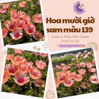 Hoa Sam Thái Hoa Mười Giờ Sam Đơn Màu Số 139 To Đẹp Lạ Hoa Mười Giờ Bonsai & Phụ Kiện