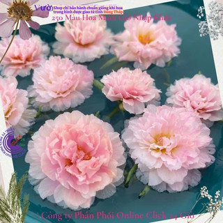 Hoa Mười Giờ Thái Kép Màu Hồng Công Chúa Đẹp Mĩ Mãn SHOP PP ONLINE CLICK 24 GIỜ