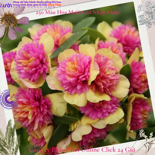 [NỞ CẢ NGÀY] Cành Giống Hoa Sam Kép Màu Hồng Vàng Hoa Mười Giờ Sam Kép 2 Màu Đẹp Mê Li SHOP PP ONLINE CLICK 24 GIỜ