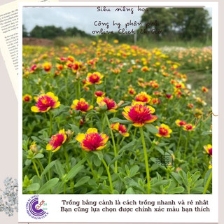 [NỞ CẢ NGÀY] Hoa Sam Kép Màu Vàng Tím Hoa Mười Giờ Sam Thái Kép Siêu Đẹp SHOP PP ONLINE CLICK 24 GIỜ