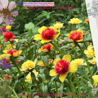 [NỞ CẢ NGÀY] Hoa Sam Kép Màu Vàng Tím Hoa Mười Giờ Sam Thái Kép Siêu Đẹp SHOP PP ONLINE CLICK 24 GIỜ