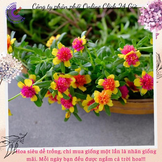 [NỞ CẢ NGÀY] Hoa Sam Kép Màu Vàng Tím Hoa Mười Giờ Sam Thái Kép Siêu Đẹp SHOP PP ONLINE CLICK 24 GIỜ