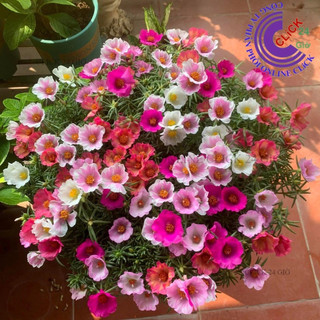 1 Ký Cành Giống Hoa Mười Giờ MỸ ĐƠN ĐỦ 7 MÀU Hoa To Nở Rộ Mỗi Ngày Cành Tơ Siêu Khỏe SHOP PP ONLINE CLICK 24 GIỜ