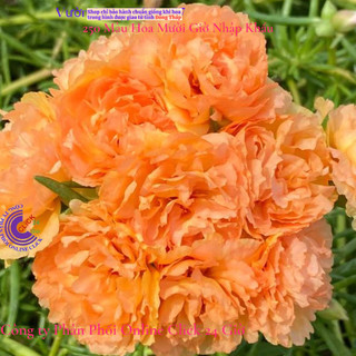 Cành Giống Hoa Mười Giờ Thái Kép MÀU CAM HỒNG Cành Tơ Siêu Khỏe Ra Rễ Sau 3 Ngày  SHOP PP ONLINE CLICK 24 GIỜ