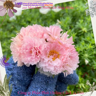 Hoa Mười Giờ Thái Kép Màu Hồng Công Chúa Đẹp Mĩ Mãn SHOP PP ONLINE CLICK 24 GIỜ