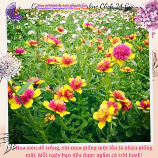 [NỞ CẢ NGÀY] Hoa Sam Kép Màu Vàng Tím Hoa Mười Giờ Sam Thái Kép Siêu Đẹp SHOP PP ONLINE CLICK 24 GIỜ
