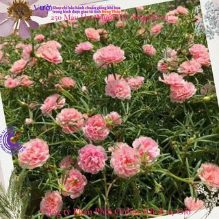 Hoa Mười Giờ Thái Kép Màu Hồng Công Chúa Đẹp Mĩ Mãn SHOP PP ONLINE CLICK 24 GIỜ
