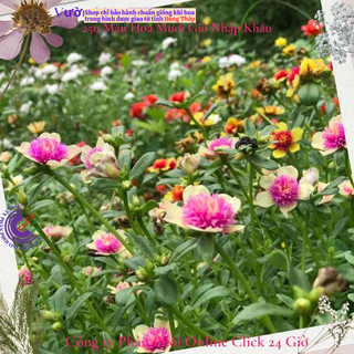 [NỞ CẢ NGÀY] Cành Giống Hoa Sam Kép Màu Hồng Vàng Hoa Mười Giờ Sam Kép 2 Màu Đẹp Mê Li SHOP PP ONLINE CLICK 24 GIỜ