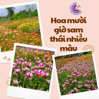 1 Ký Cành Giống Hoa Sam Chuẩn SAM THÁI Nhập Khẩu Hoa To Nhiều Màu SHOP PP ONLINE CLICK 24 GIỜ