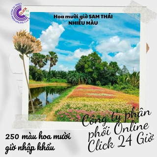1 Ký Cành Giống Hoa Sam Chuẩn SAM THÁI Nhập Khẩu Hoa To Nhiều Màu SHOP PP ONLINE CLICK 24 GIỜ
