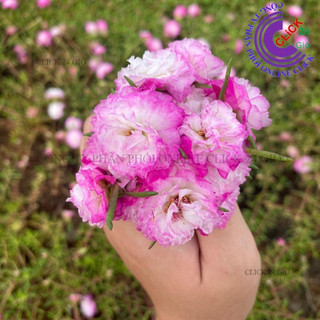 [Nở Cả Ngày] Hoa Mười Giờ Thái Kép MÀU TRẮNG VIỀN TÍM MỚI Cành Tơ Siêu Khỏe