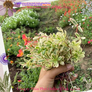 500g Hoa Mười Giờ Sam Cẩm Thạch HOA ĐỎ Hoa Mười Giờ Sam Thái Viền Lá Cẩm Thạch Đẹp Độc Lạ SHOP PP ONLINE CLICK 24 GIỜ