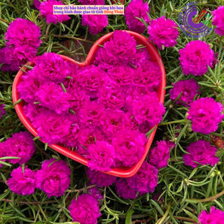 Cành Hoa Mười Giờ Thái Kép Nhiều Màu Cho Người Sưu Tầm Bộ Sưu Tập 30 Màu SHOP PP ONLINE CLICK 24 GIỜ