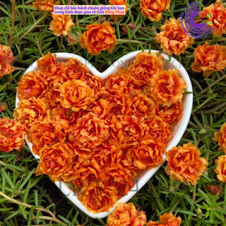 Cành Hoa Mười Giờ Thái Kép Nhiều Màu Cho Người Sưu Tầm Bộ Sưu Tập 30 Màu SHOP PP ONLINE CLICK 24 GIỜ