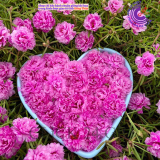 Cành Hoa Mười Giờ Thái Kép Nhiều Màu Cho Người Sưu Tầm Bộ Sưu Tập 30 Màu SHOP PP ONLINE CLICK 24 GIỜ