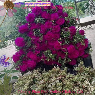 [NỞ CẢ NGÀY] ️1Ký Cành Giống Hoa Mười Giờ Thái Kép Bông To Siêu To Khổng Lồ SHOP PP ONLINE CLICK 24 GIỜ ⏳