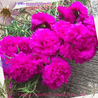 [NỞ CẢ NGÀY] ️1Ký Cành Giống Hoa Mười Giờ Thái Kép Bông To Siêu To Khổng Lồ SHOP PP ONLINE CLICK 24 GIỜ ⏳