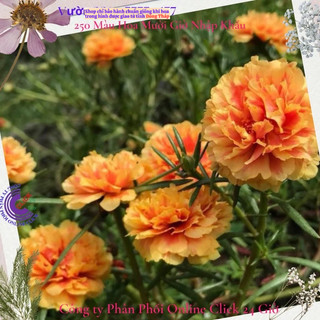 Hoa Mười Giờ Thái Kép Màu Vàng Mật Ong Đẹp Lạ SHOP PP ONLINE CLICK 24 GIỜ