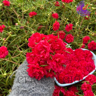 Cành Giống Hoa Mười Giờ Thái Kép MÀU ĐỎ Tuyệt Đẹp Cành Tơ Siêu Khỏe Ra Rễ Sau 3 Ngày