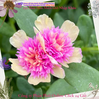 [NỞ CẢ NGÀY] Cành Giống Hoa Sam Kép Màu Hồng Vàng Hoa Mười Giờ Sam Kép 2 Màu Đẹp Mê Li SHOP PP ONLINE CLICK 24 GIỜ