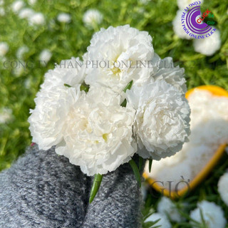 Cành Giống Hoa Mười Giờ Thái Kép MÀU TRẮNG Thuần Cành Tơ Siêu Khỏe Ra Rễ Sau 3 Ngày  SHOP PP ONLINE CLICK 24 GIỜ