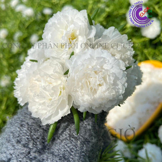Cành Giống Hoa Mười Giờ Thái Kép MÀU TRẮNG Thuần Cành Tơ Siêu Khỏe Ra Rễ Sau 3 Ngày  SHOP PP ONLINE CLICK 24 GIỜ