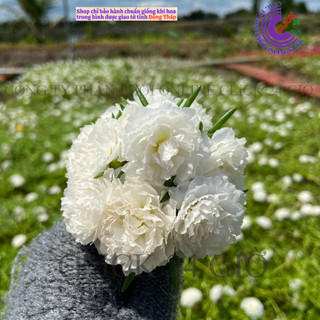 Cành Giống Hoa Mười Giờ Thái Kép MÀU TRẮNG Thuần Cành Tơ Siêu Khỏe Ra Rễ Sau 3 Ngày  SHOP PP ONLINE CLICK 24 GIỜ