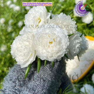 Cành Giống Hoa Mười Giờ Thái Kép MÀU TRẮNG Thuần Cành Tơ Siêu Khỏe Ra Rễ Sau 3 Ngày  SHOP PP ONLINE CLICK 24 GIỜ