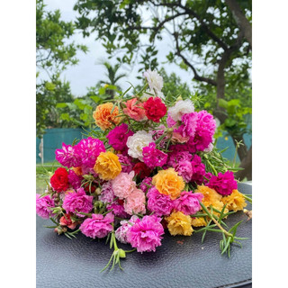 [Xả Vườn Cực Rẻ] Cành Hoa Mười Giờ Nhiều Màu Chuẩn Thái Kép Cành Tơ Khỏe Ra Rễ Sau 3 Ngày SHOP PP ONLINE CLICK 24 GIỜ