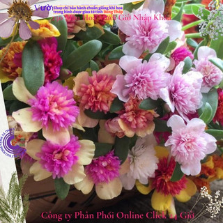 [NỞ CẢ NGÀY] Cành Giống Hoa Sam Kép Màu Hồng Vàng Hoa Mười Giờ Sam Kép 2 Màu Đẹp Mê Li SHOP PP ONLINE CLICK 24 GIỜ