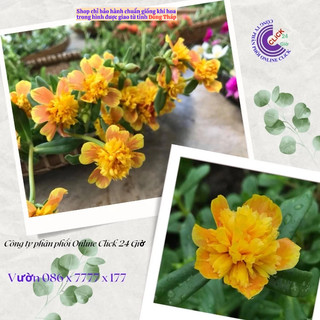 [NỞ CẢ NGÀY] Cành Giống Hoa Sam Kép Phượng Vàng Hoa Mười Giờ Sam Thái Kép Đẹp Nức Lòng SHOP PP ONLINE CLICK 24 GIỜ