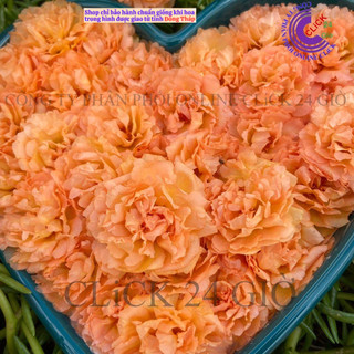 Cành Giống Hoa Mười Giờ Thái Kép MÀU CAM HỒNG Cành Tơ Siêu Khỏe Ra Rễ Sau 3 Ngày  SHOP PP ONLINE CLICK 24 GIỜ