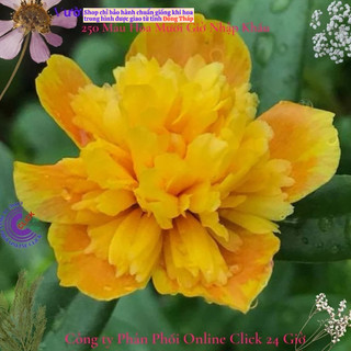 [NỞ CẢ NGÀY] Cành Giống Hoa Sam Kép Phượng Vàng Hoa Mười Giờ Sam Thái Kép Đẹp Nức Lòng SHOP PP ONLINE CLICK 24 GIỜ