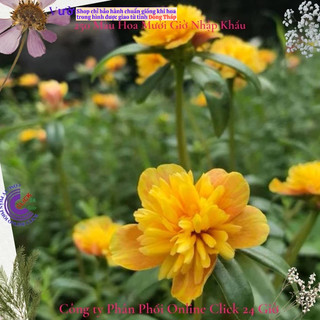 [NỞ CẢ NGÀY] Cành Giống Hoa Sam Kép Phượng Vàng Hoa Mười Giờ Sam Thái Kép Đẹp Nức Lòng SHOP PP ONLINE CLICK 24 GIỜ