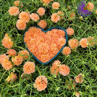 Cành Giống Hoa Mười Giờ Thái Kép MÀU CAM HỒNG Cành Tơ Siêu Khỏe Ra Rễ Sau 3 Ngày  SHOP PP ONLINE CLICK 24 GIỜ