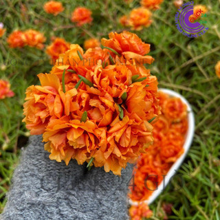 Cành Giống Hoa Mười Giờ Thái Kép MÀU CAM CÀ RỐT Cành Tơ Siêu Khỏe Ra Rễ Sau 3 Ngày SHOP PP ONLINE CLICK 24 GIỜ